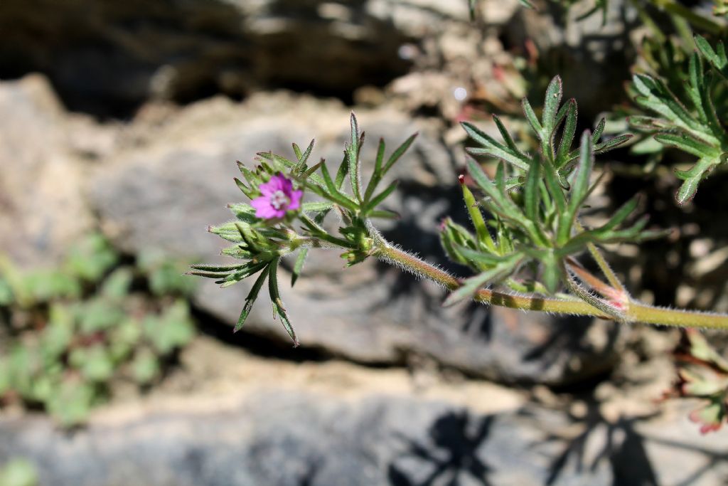 Cossano Canavese (TO) - Geranium dissectum